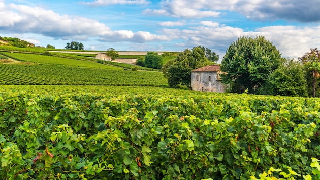 Frankreich ist bekannt für seine vorzüglichen Weine, unter anderem aus der Region Bordeaux im ...