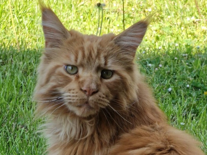 Wo ist Maine-Coon Monty?