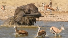 Umringt von Springböcken spritzt sich ein Elefant in einer Wasserstelle des ...