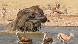 Umringt von Springböcken spritzt sich ein Elefant in einer Wasserstelle des ...