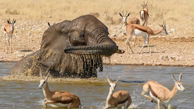 Umringt von Springböcken spritzt sich ein Elefant in einer Wasserstelle des ...
