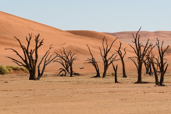 Eindrucksvolles Bild: Die Kameldornbäume im Deadvlei sind seit mehreren hundert Jahren ...