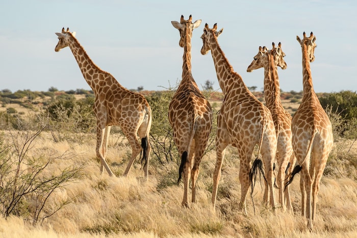 Bei der Ausfahrt in der Kalahari-Wüste kann man mit etwas Glück Giraffen entdecken.