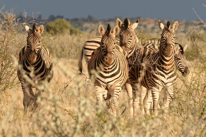 Zebras: Jedes einzelne eine Schönheit für sich.