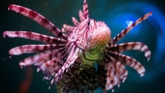 Der Feuerfisch ist einer der global giftigsten Meeresbewohner.