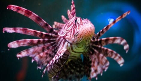 Der Feuerfisch ist einer der global giftigsten Meeresbewohner.