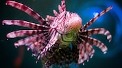 Der Feuerfisch ist einer der global giftigsten Meeresbewohner.