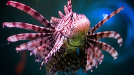 Der Feuerfisch ist einer der global giftigsten Meeresbewohner.