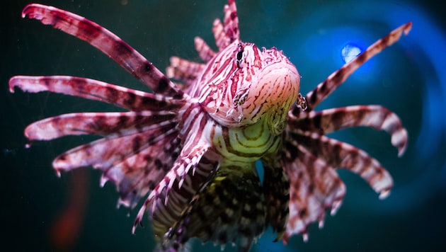 Der Feuerfisch ist einer der global giftigsten Meeresbewohner.