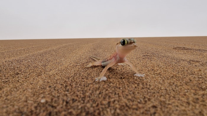 Living Desert Tour in der Namib-Wüste bei Swakopmund: Namibgeckos reinigen ihre Augen mangels ...