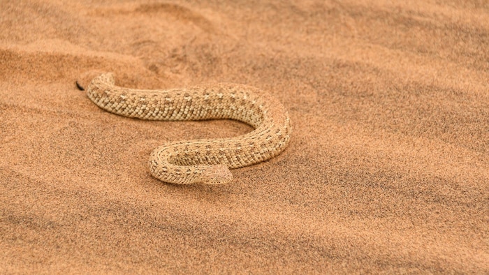 Im Sand nicht leicht zu erkennen: die giftige Zwergpuffotter.