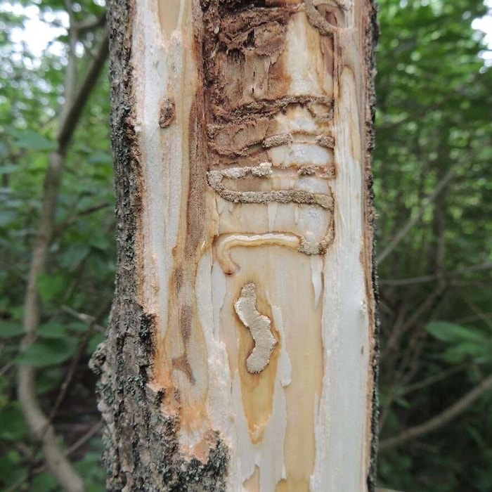 Ein vom Eschenprachtkäfer befallener Baum
