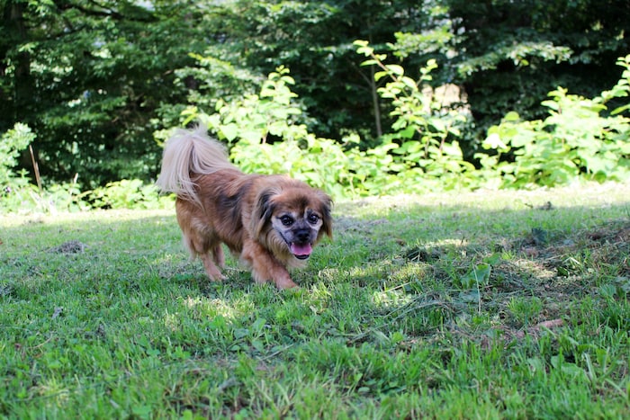 Rocky braucht Medikamente.