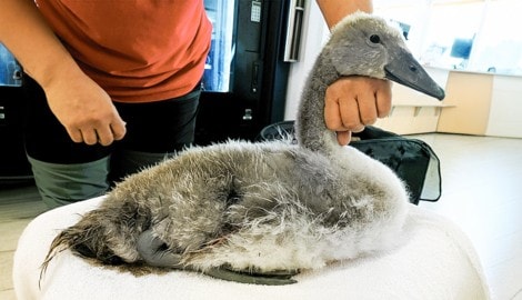 Bei Tierschutz Austria in Vösendorf wurde der verletzte Jungschwan erstversorgt.
