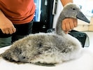 Bei Tierschutz Austria in Vösendorf wurde der verletzte Jungschwan erstversorgt.