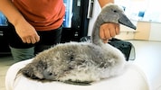 Bei Tierschutz Austria in Vösendorf wurde der verletzte Jungschwan erstversorgt.