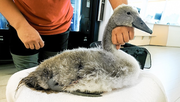 Bei Tierschutz Austria in Vösendorf wurde der verletzte Jungschwan erstversorgt.