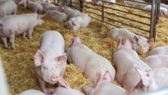 Weniger Exporte bringen die österreichischen Schweinebauern in die Bretouille. 