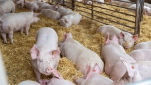 Weniger Exporte bringen die österreichischen Schweinebauern in die Bretouille. 