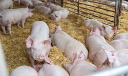Weniger Exporte bringen die österreichischen Schweinebauern in die Bretouille.