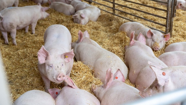 Weniger Exporte bringen die österreichischen Schweinebauern in die Bretouille.