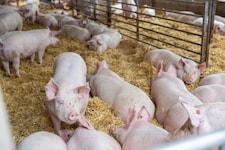 Weniger Exporte bringen die österreichischen Schweinebauern in die Bretouille.