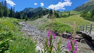 In den Sommermonaten präsentiert sich auch das Hochgebirge farbenfroh.