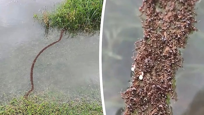 Tausende ineinander verhakte Amaeisen bildeten eine schwimmende Brücke über einen kleinen Bach.