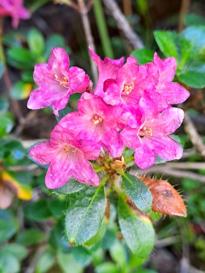 Die bewimperte Alpenrose ist bestens an das raue Hochgebirgsklima angepasst.