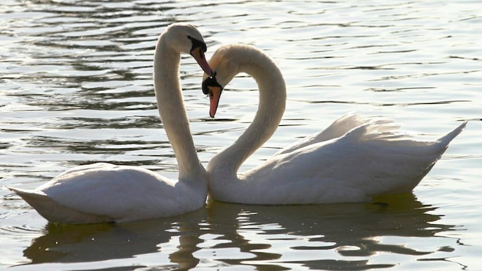 Höckerschwäne zählen zu den geschützten Wildvögeln, ihre Lebensräume entlang der Donauufer ...