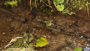 Elisabeth Nachbar Der Frosch wurde zum Mittagessen der Ringelnatter.