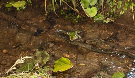 Der Frosch wurde zum Mittagessen der Ringelnatter.