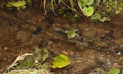 Der Frosch wurde zum Mittagessen der Ringelnatter.