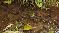 Der Frosch wurde zum Mittagessen der Ringelnatter.