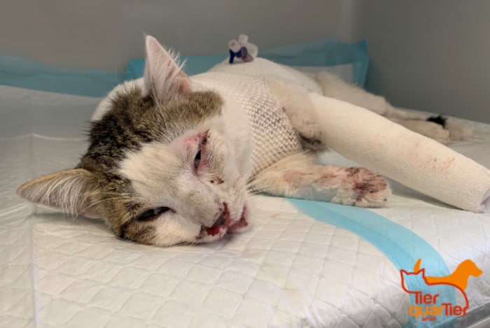„Rüdiger“ landete nicht auf den Pfoten. Im TierQuarTier Wien werden jährlich hunderte Katzen ...
