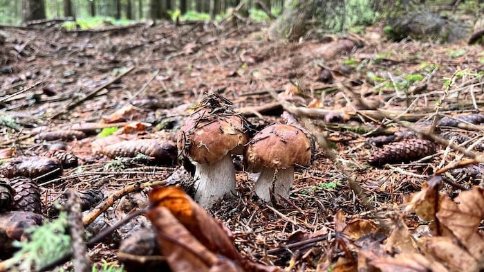 Mit dem Regen steigt auch die Hoffnung auf den ersten Pilz.