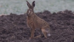 Klimawandel setzt Rehen, Feldhasen immer mehr zu, warnt Jagdverband. Es gilt den Tieren in immer ...