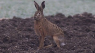 Klimawandel setzt Rehen, Feldhasen immer mehr zu, warnt Jagdverband. Es gilt den Tieren in immer ...