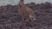 Klimawandel setzt Rehen, Feldhasen immer mehr zu, warnt Jagdverband. Es gilt den Tieren in immer ...