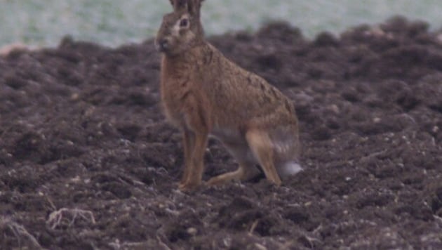 Klimawandel setzt Rehen, Feldhasen immer mehr zu, warnt Jagdverband. Es gilt den Tieren in immer ...