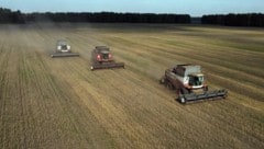 Mähdrescher ernten Weizen auf einem Feld in der sibirischen Region Nowosibirsk