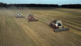 Mähdrescher ernten Weizen auf einem Feld in der sibirischen Region Nowosibirsk