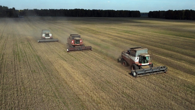 Mähdrescher ernten Weizen auf einem Feld in der sibirischen Region Nowosibirsk