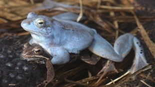 Dr. Marc Sztatecsny Die gefährdeten blauen Moorfrösche bekommen Starthilfe aus Schönbrunn.