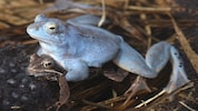 Die gefährdeten blauen Moorfrösche bekommen Starthilfe aus Schönbrunn.