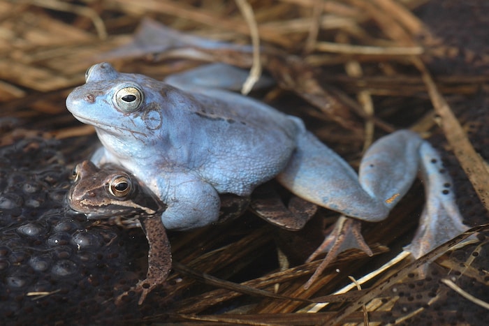 Moorfrösche – Männchen färben sich in der Paarungszeit blau – leiden in der Steiermark besonders ...