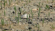 Die Trockenheit in der Unteren Lobau ist mittlerweile ein massives Problem.
