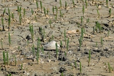 Die Trockenheit in der Unteren Lobau ist mittlerweile ein massives Problem.