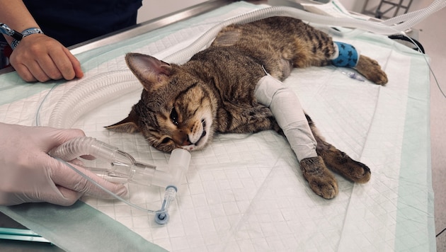 „Frankie“ wurde schwer verletzt einfach seinem Schicksal überlassen.