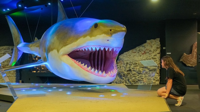 Der Riesenhai im Schlossmuseum ist ein beliebter Selfiepoint